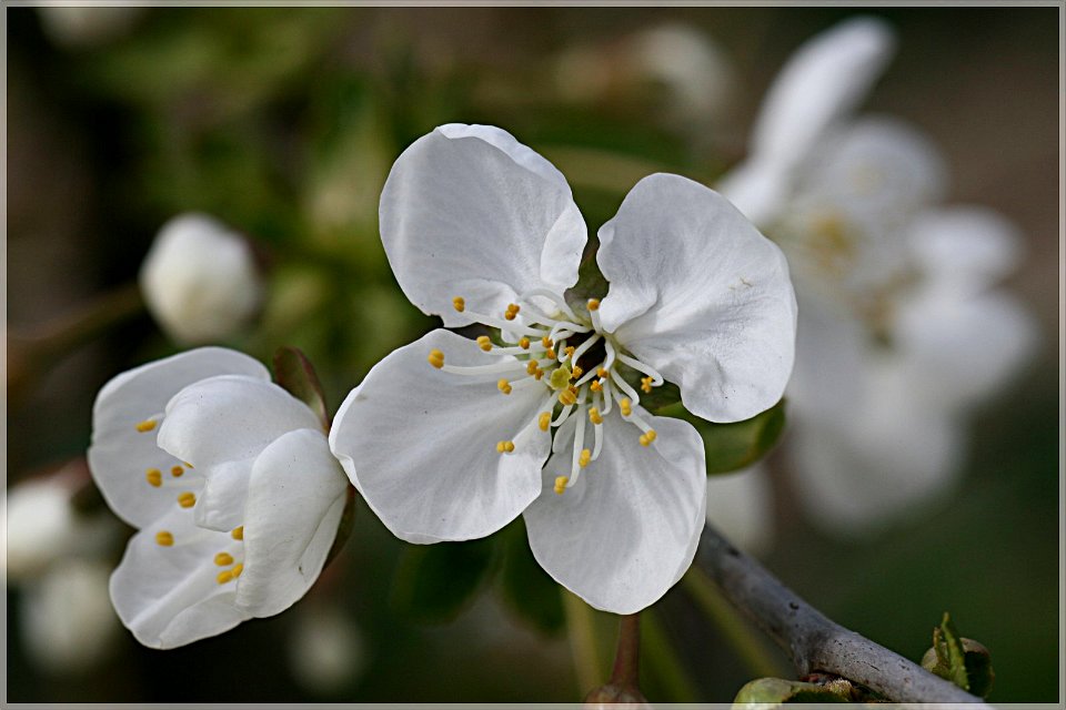 Kirschblüte