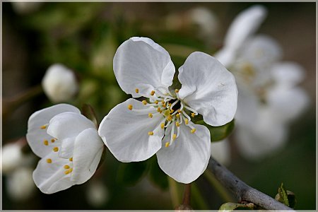 Kirschblüte photo