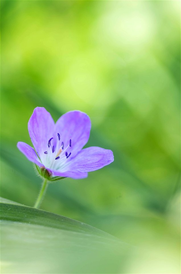 Géranium des bois