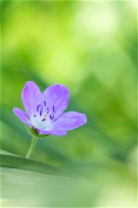 Géranium des bois photo