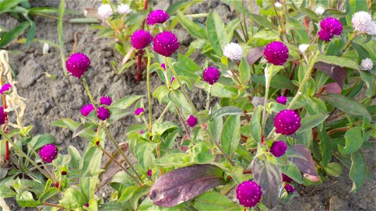Hryshko National Botanical Garden