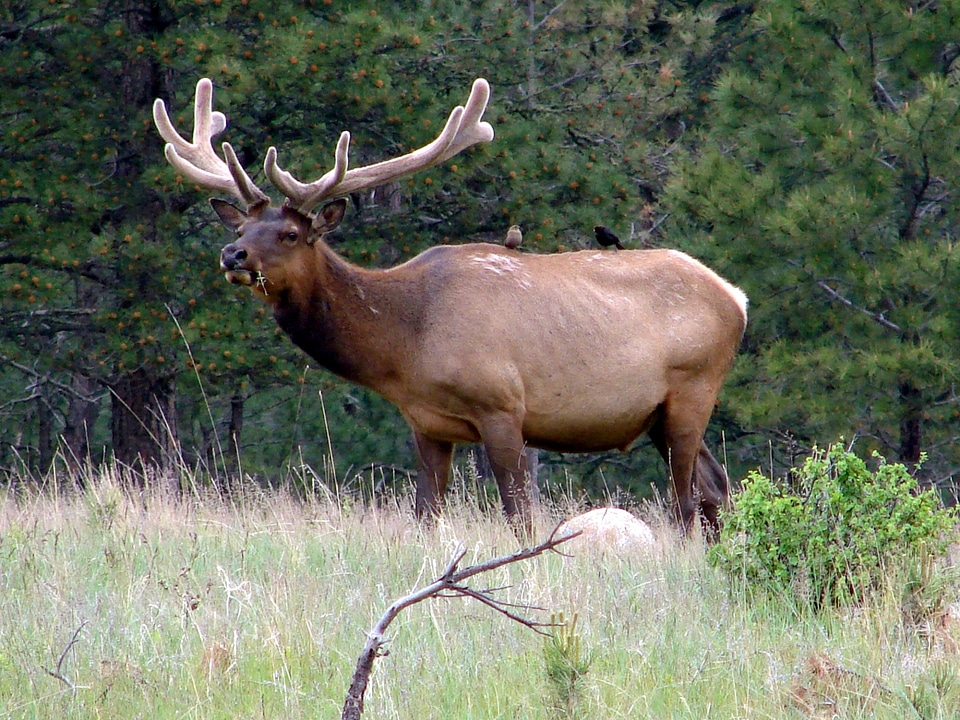 Elk in velvet with cowbirds