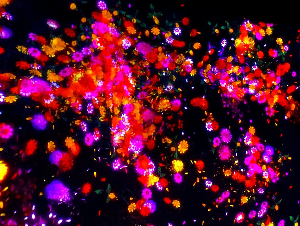 teamLab