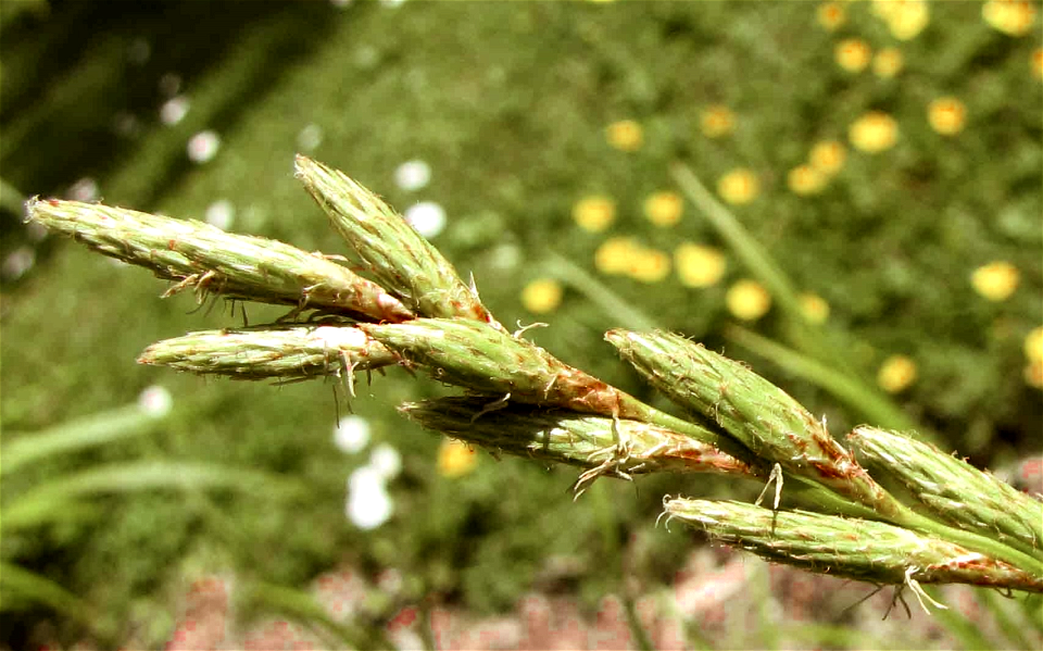 Palm Sedge