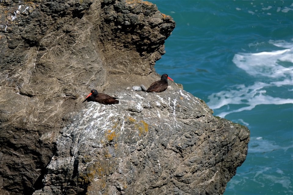 Mendocino Headlands State Park - Black Oystercatchers photo