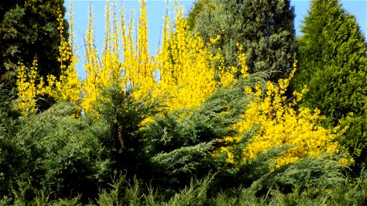 Hryshko National Botanical Garden