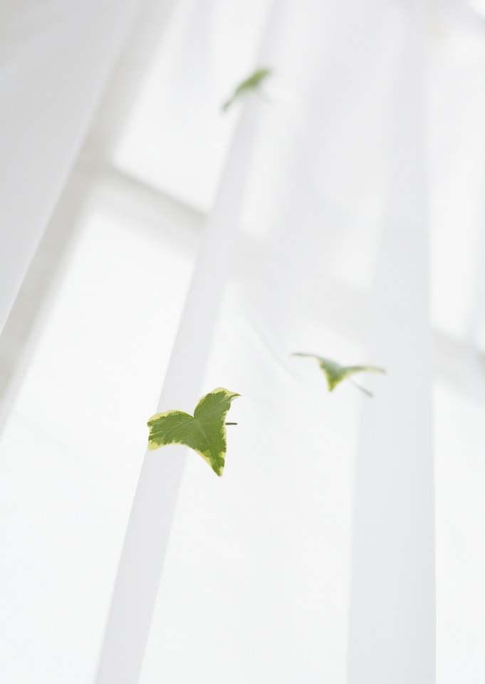 Ivy leaves on curtain