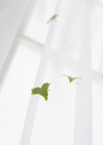 Ivy leaves on curtain photo