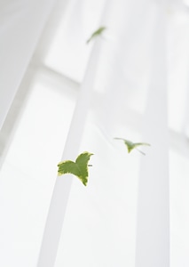 Ivy leaves on curtain