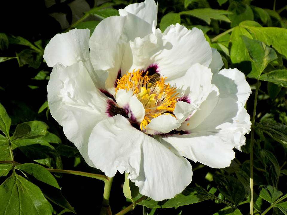 Hryshko National Botanical Garden
