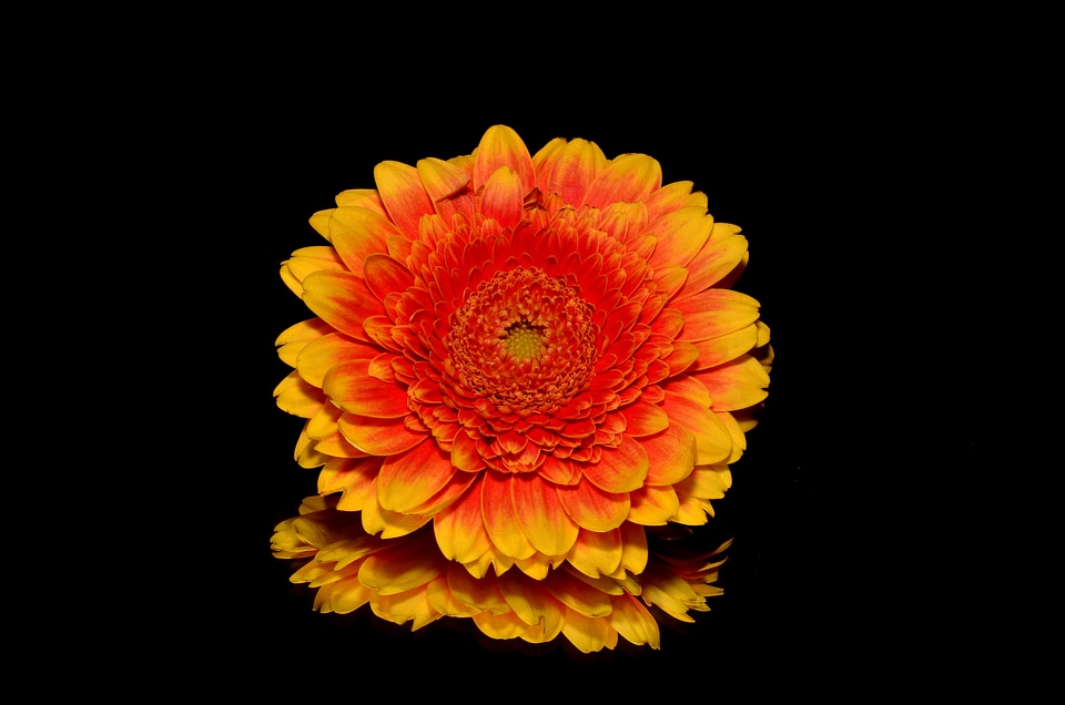 Blooming yellow isolated