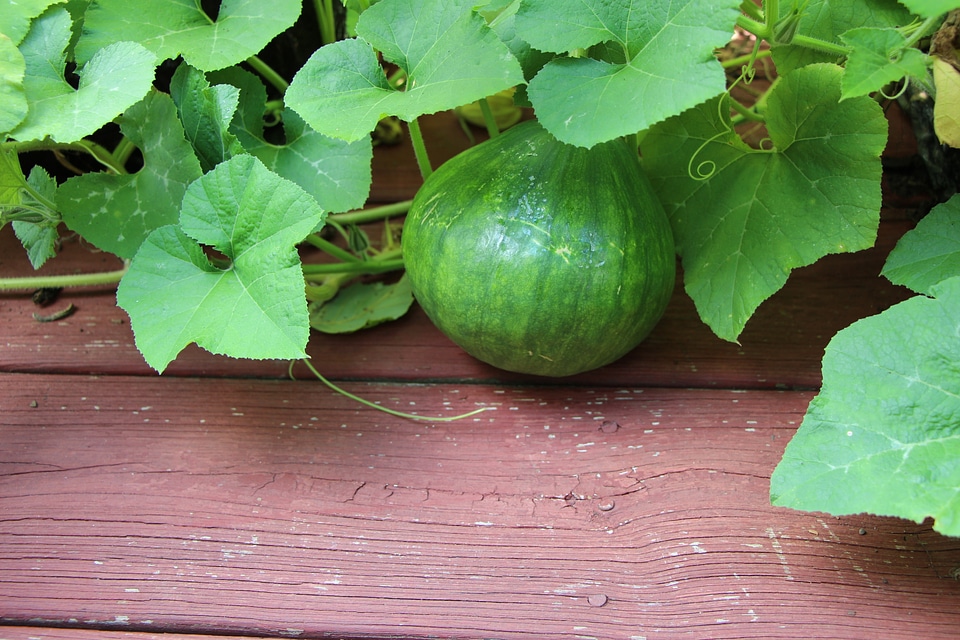 Growing pumpkins in organic vegetable garden