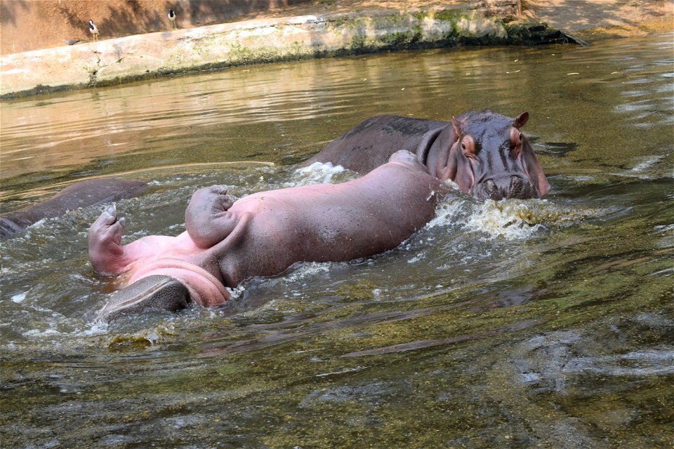 Hippopotamus amphibius