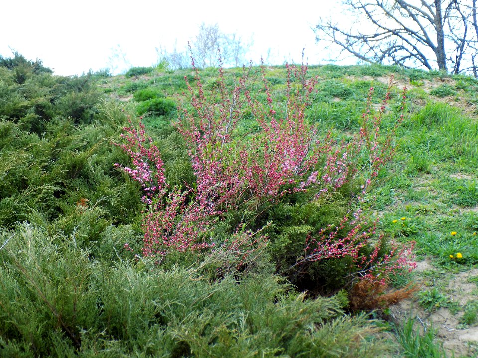 Hryshko National Botanical Garden
