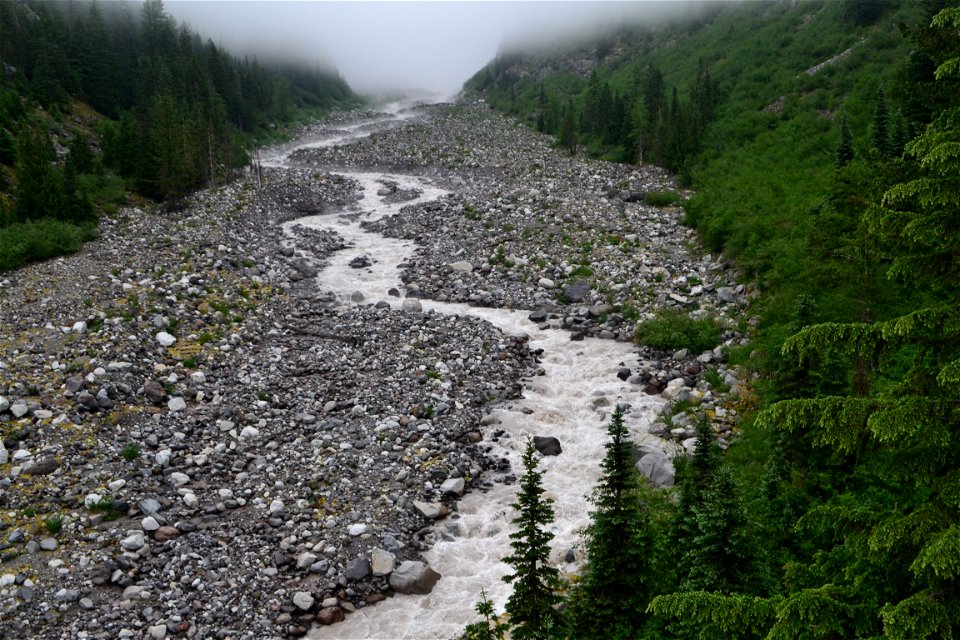 Muddy Stream and Forest