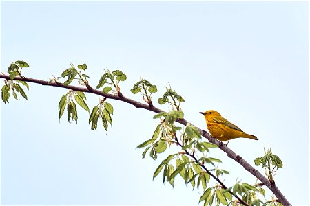 yellow warbler photo