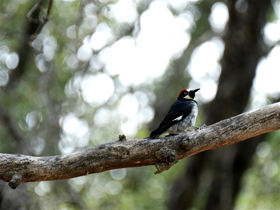 Acorn Woodpecker Sequoia National Park, CA