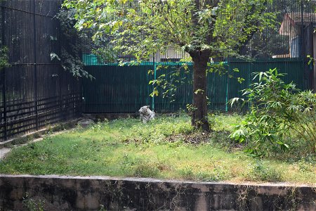 Panthera tigris
