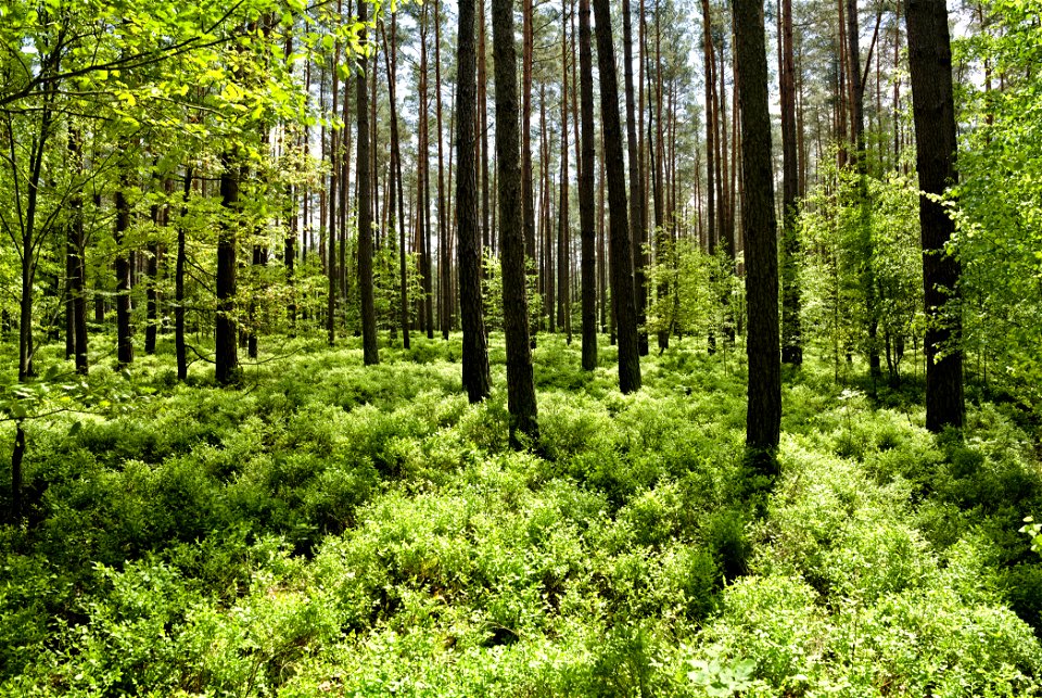 LSG Norduckermärkische Seenlandschaft 03