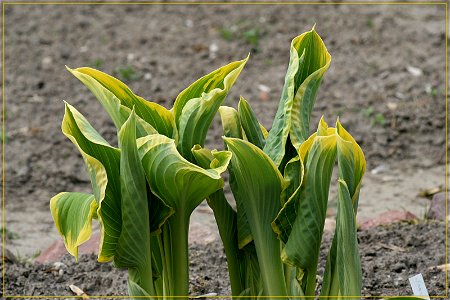 Hosta 'Sagae' photo