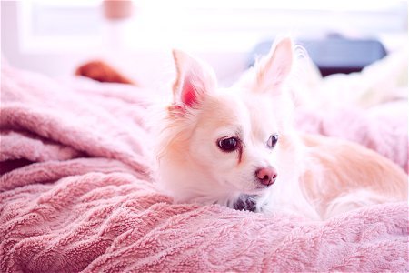Chihuahua Papillon Mix Dog Resting on Pink Blanket 2021