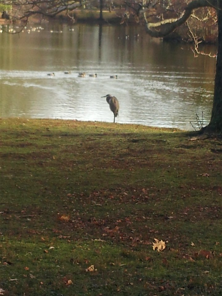 A Heron in the Cemetery