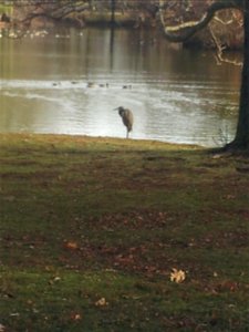 A Heron in the Cemetery