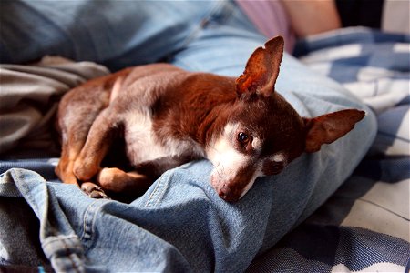 Resting Chihuahua photo