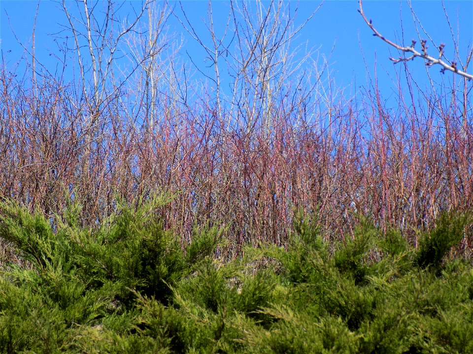 Hryshko National Botanical Garden