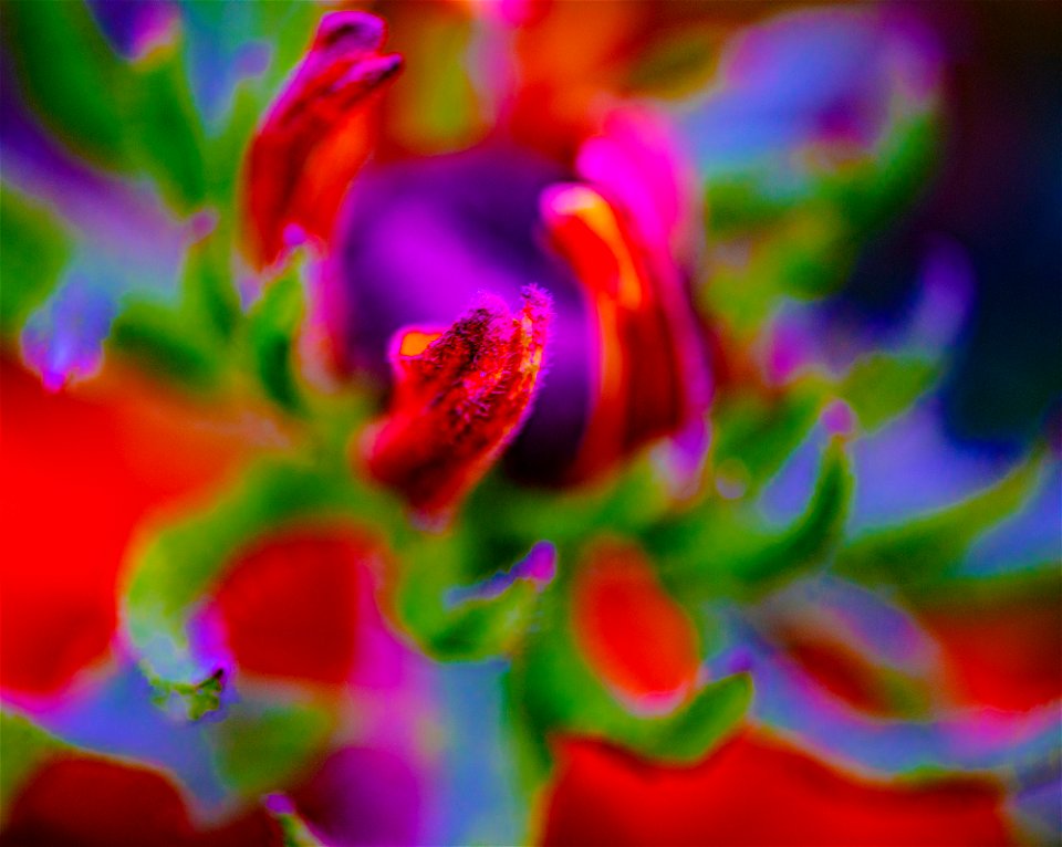 Stanley Park Flower edits from Vancouver Canada