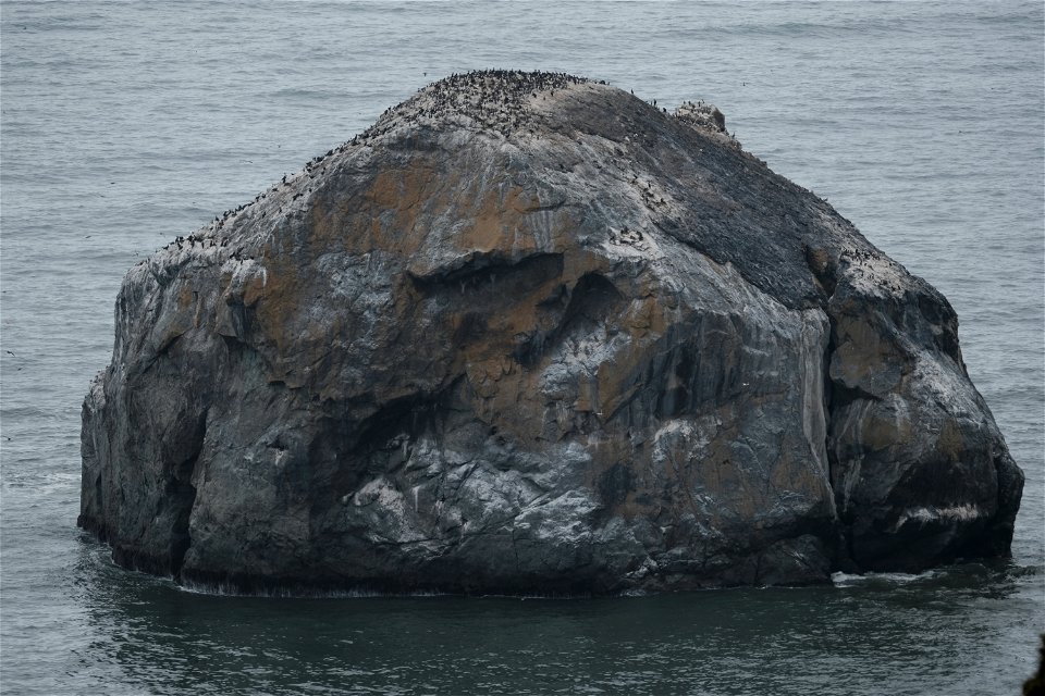 Klamath, CA Common Murres