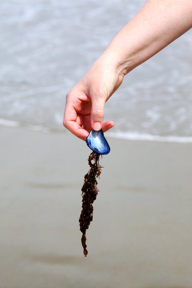 Person Holding Blue Mussel Shell with Seaweed at The Beach photo
