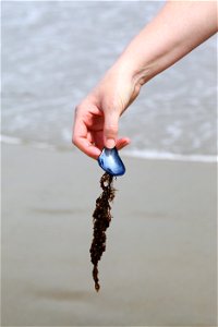 Person Holding Blue Mussel Shell with Seaweed at The Beach