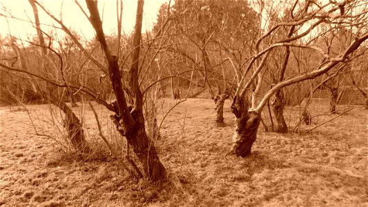 Hryshko National Botanical Garden