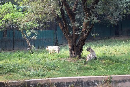 Panthera tigris