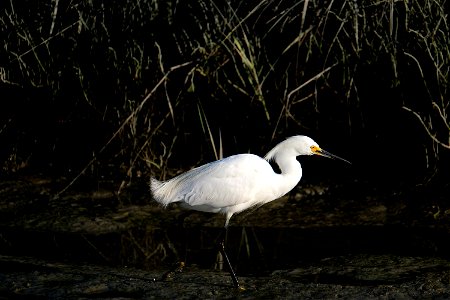 White Egret, Corte Madera, California photo
