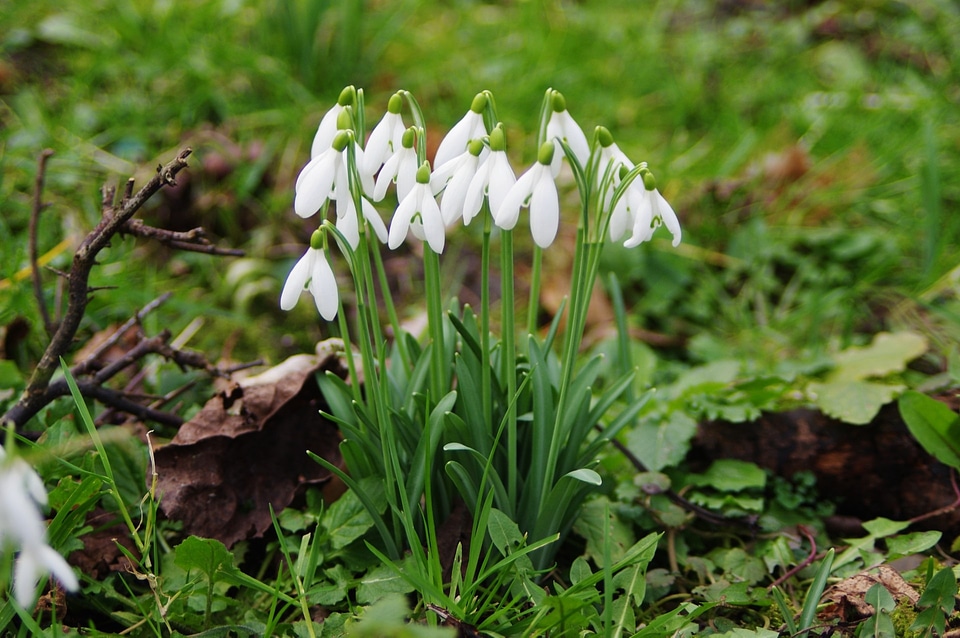 Snowdrop flowers - Galanthus nivalis