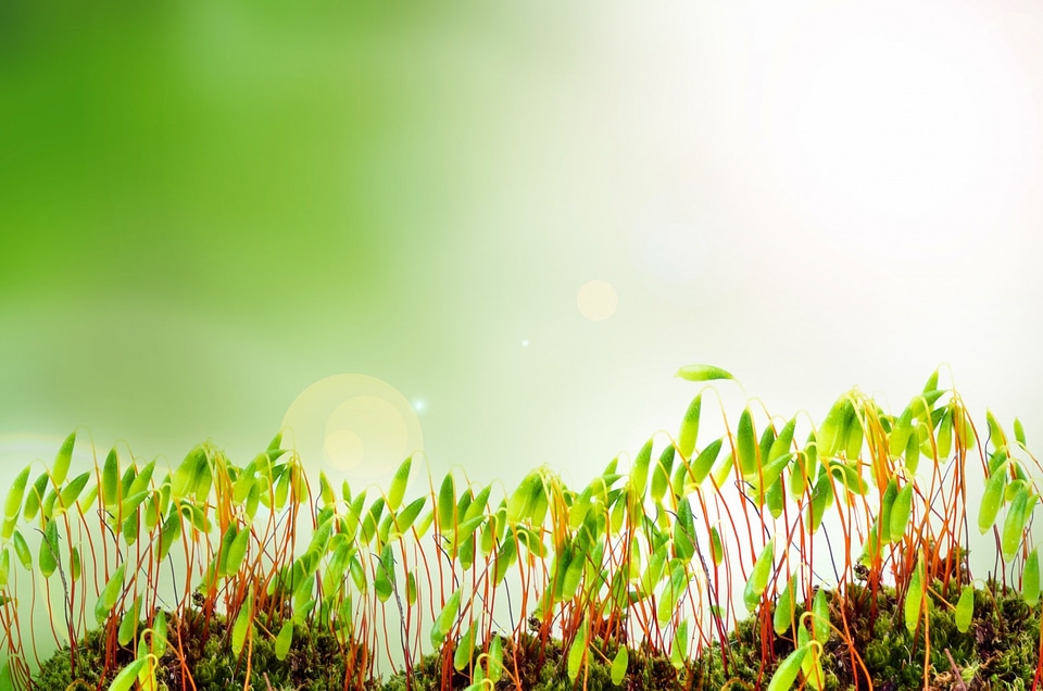 Young seedling growing in sunlight