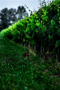Animali, biodiversità, nella Tenuta Civranetta | Lorenzo Fidora azienda agricola