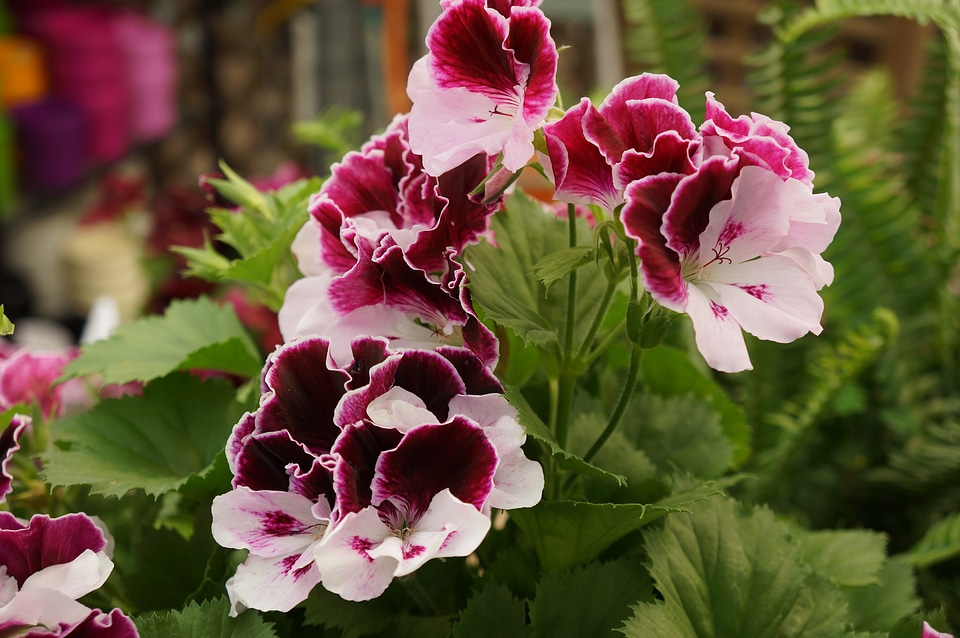 Closeup of pansy flowers