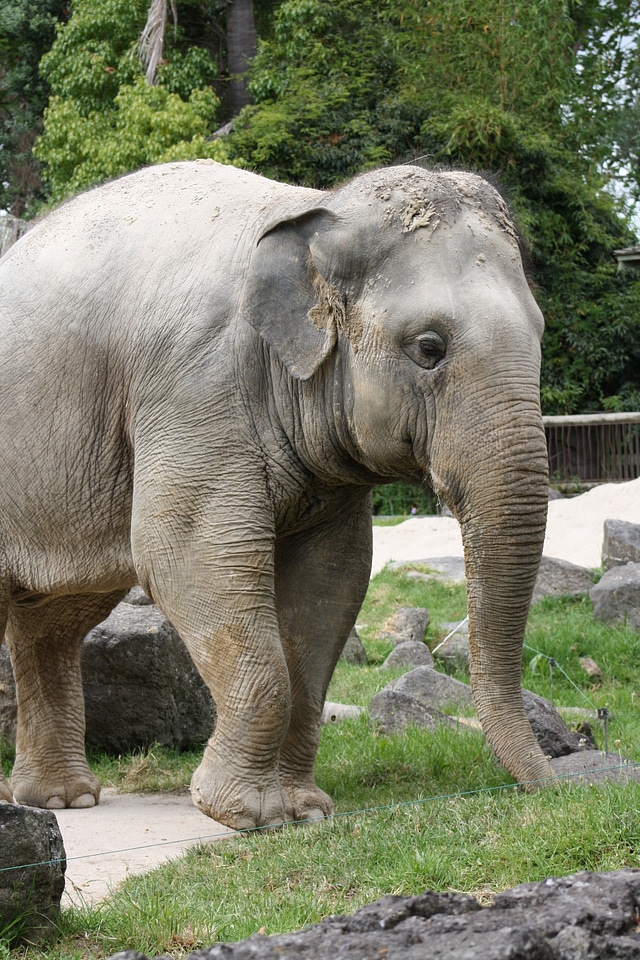 An African Elephant