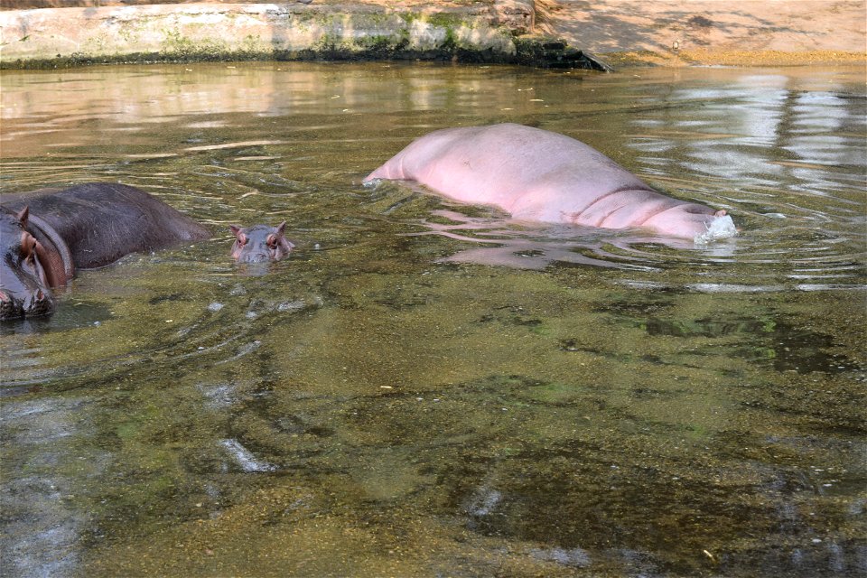 Hippopotamus amphibius