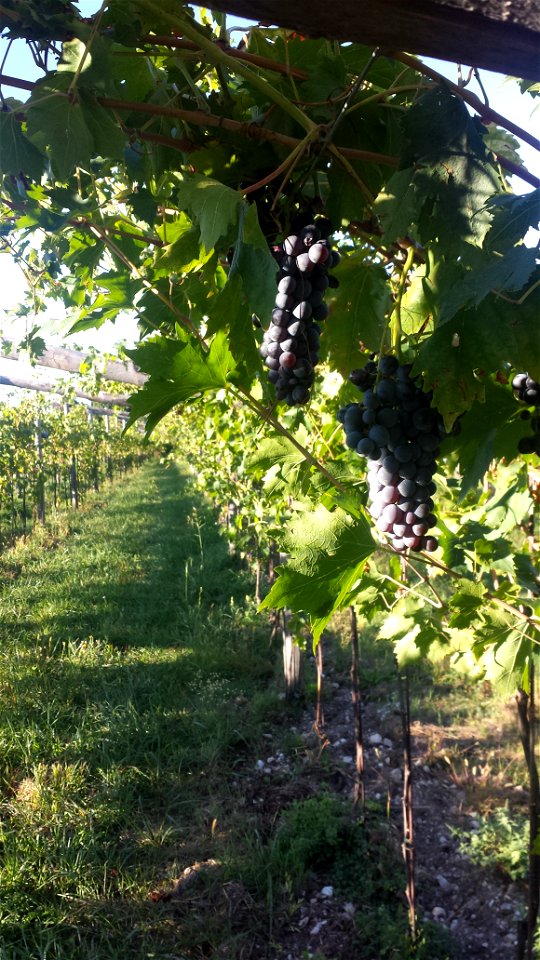 Uva Valpolicella | Lorenzo Fidora