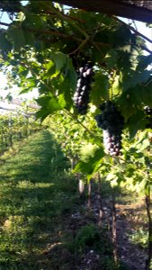 Uva Valpolicella | Lorenzo Fidora
