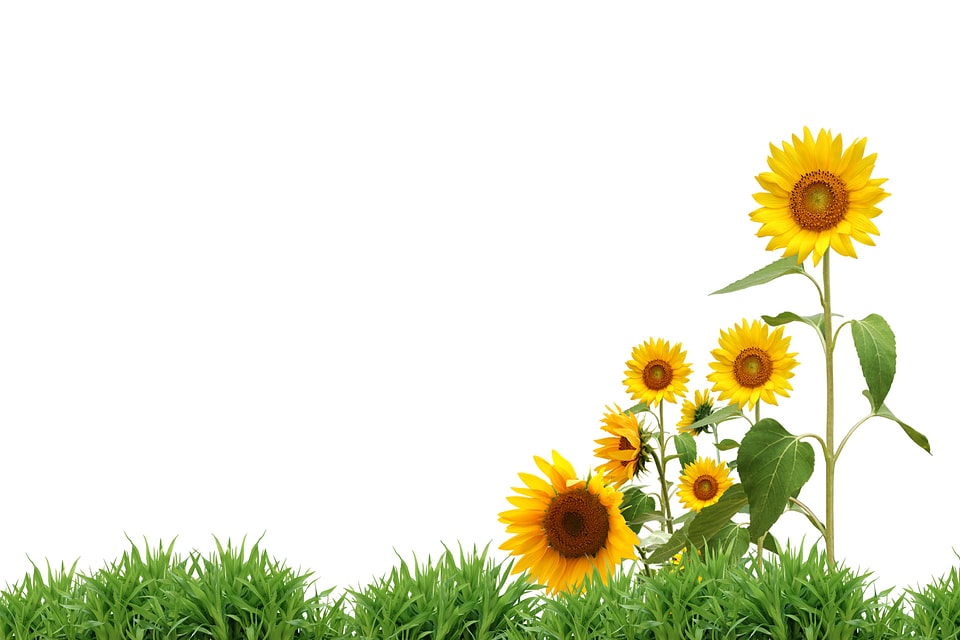 Green grass with sunflower