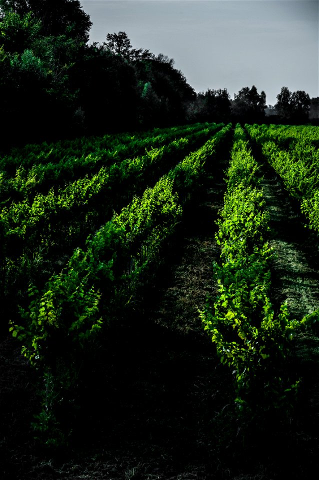I vigneti | Lorenzo Fidora Tenuta Civranetta Cona