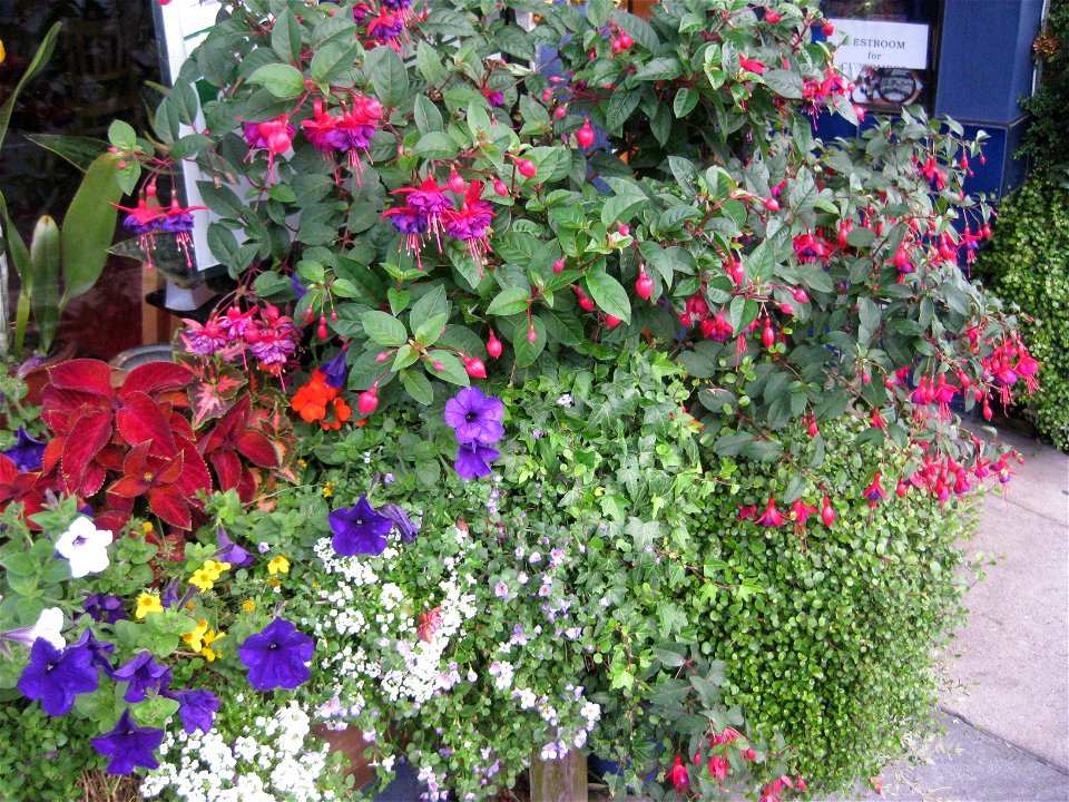 Flowers