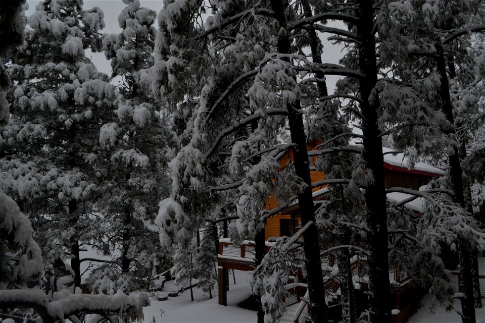 House and Snowy Tree