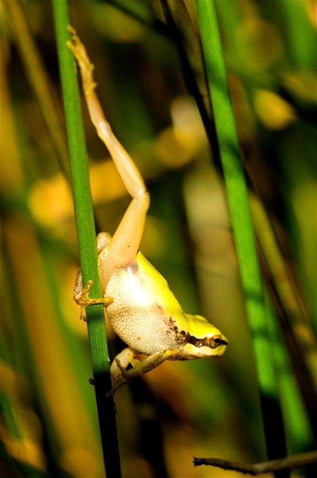 Rainette verte - Hyla arborea