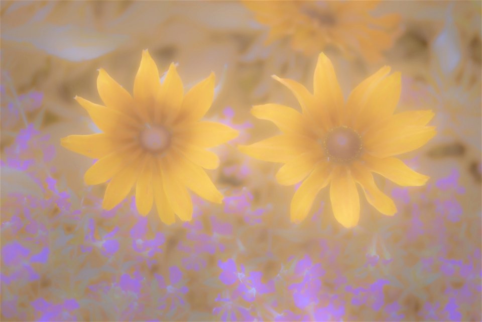 Stanley Park Flower edits from Vancouver Canada